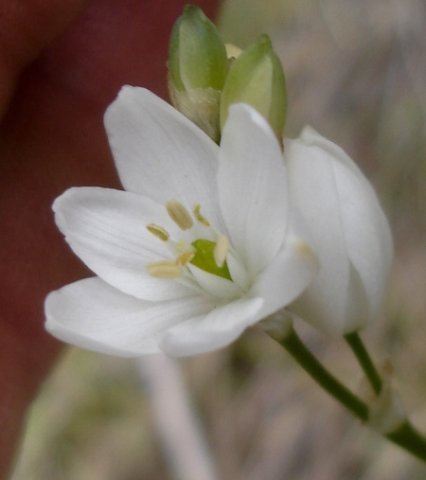 Ornithogalum juncifolium dissimilar anthers